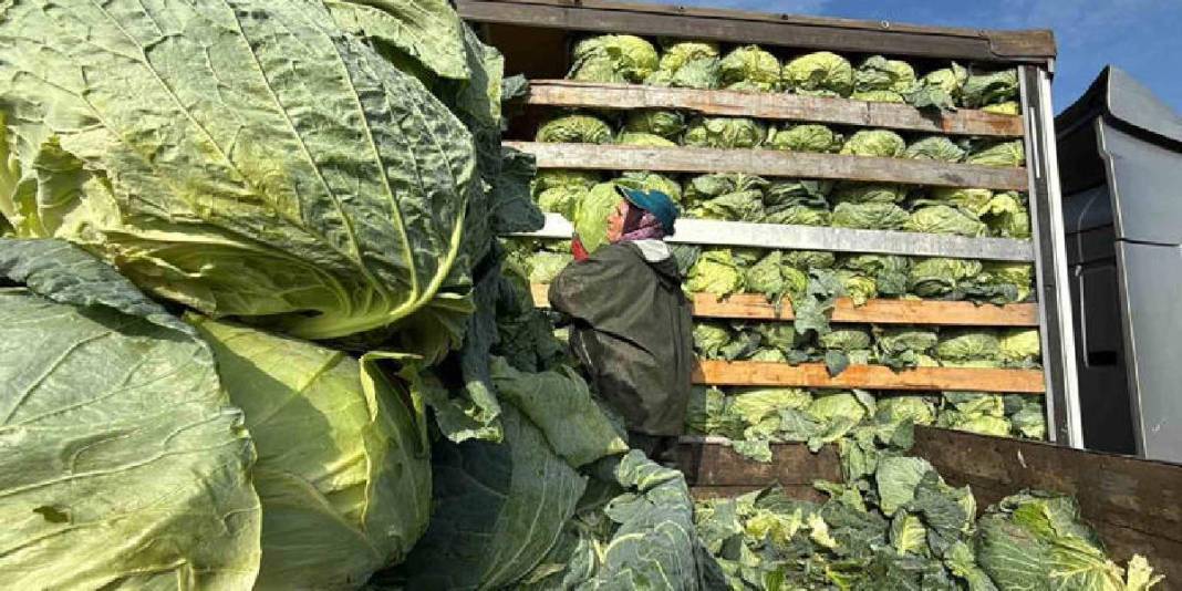 Hava soğuk, şartlar zorlu! Hasadın yükü kadınların omuzunda: Günlük 1.500-2.000 TL yevmiyeye çalışıyorlar 2